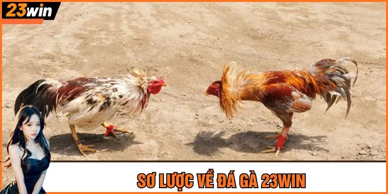 Sơ lược về đá gà 23Win
