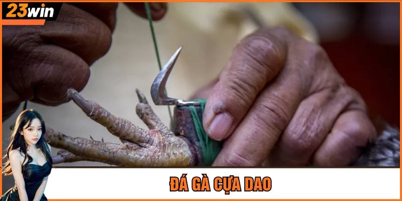 Đá gà cựa dao