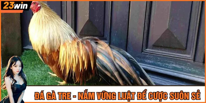Đá gà tre - Nắm vững luật để cược suôn sẻ