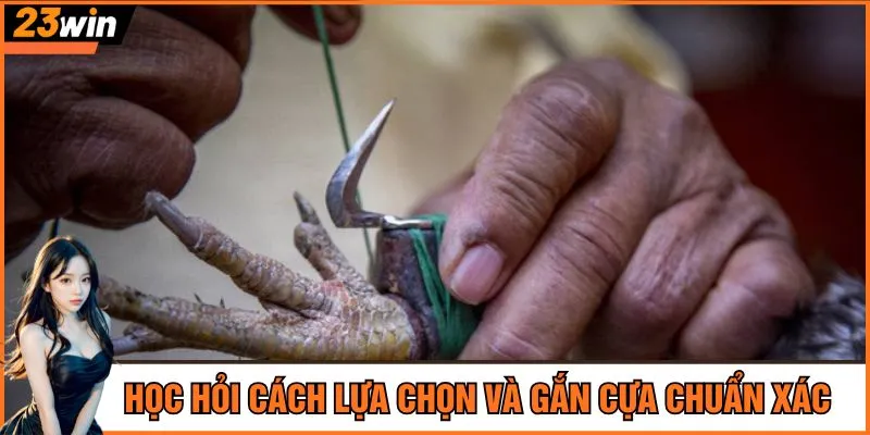 Học hỏi cách lựa chọn và gắn cựa chuẩn xác