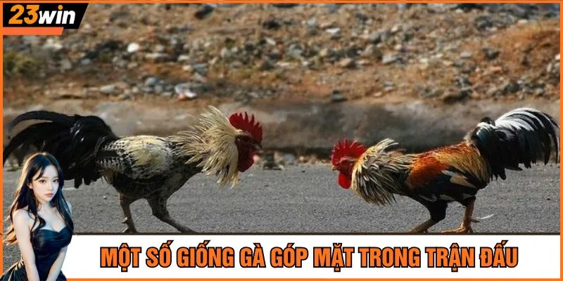 Một số giống gà góp mặt trong trận đấu