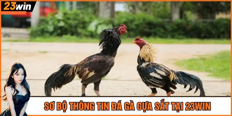 Sơ bộ thông tin đá gà cựa sắt tại 23Win