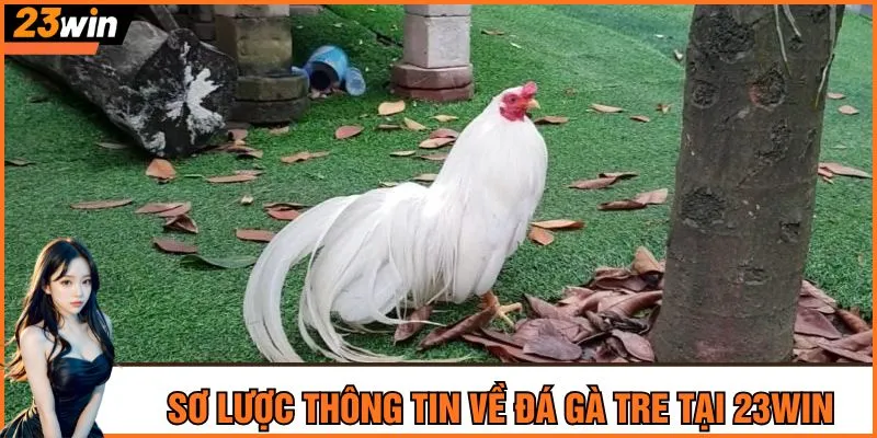 Sơ lược thông tin về đá gà tre tại 23Win