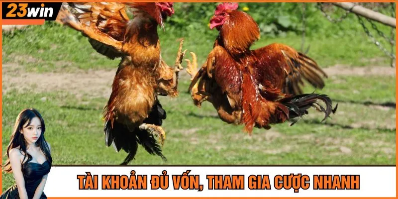 Tài khoản đủ vốn, tham gia cược nhanh