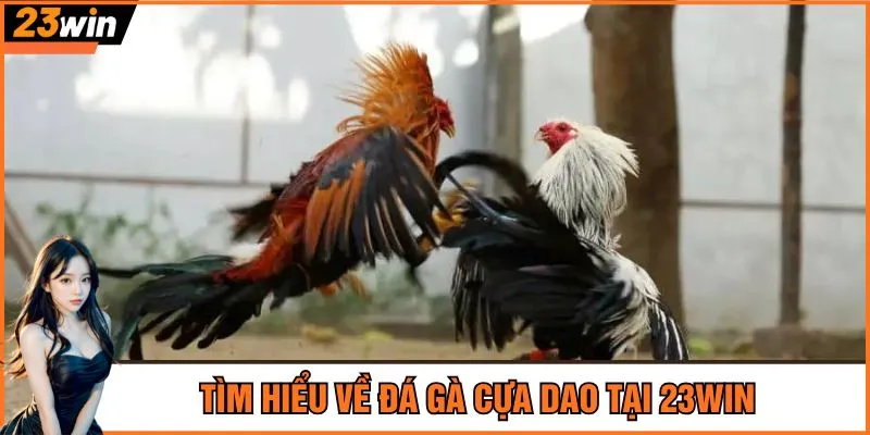 Tìm hiểu về đá gà cựa dao tại 23Win