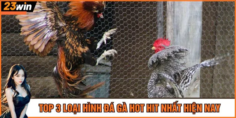 Top 3 loại hình đá gà hot hit nhất hiện nay