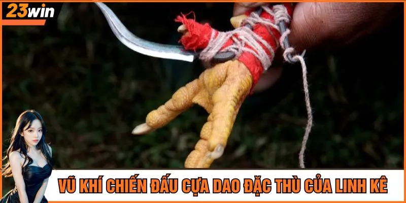 Vũ khí chiến đấu cựa dao đặc thù của linh kê